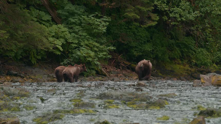 Mother bear and its cubs are walking around the river stream