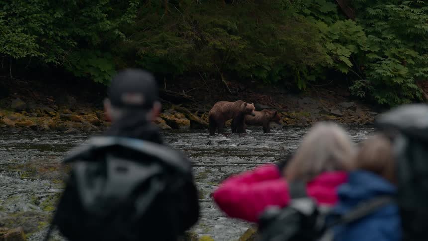 A group of hikers stands on the bank of a stream watching a bear and its cub walking on the other side in the jungle