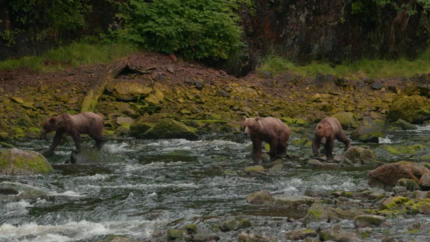 Three bears walk through a rocky stream surrounded by mosscovered stones and dense foliage