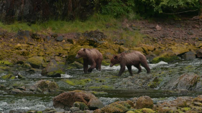 Two bear cubs walk along a rocky stream in the jungle at midday