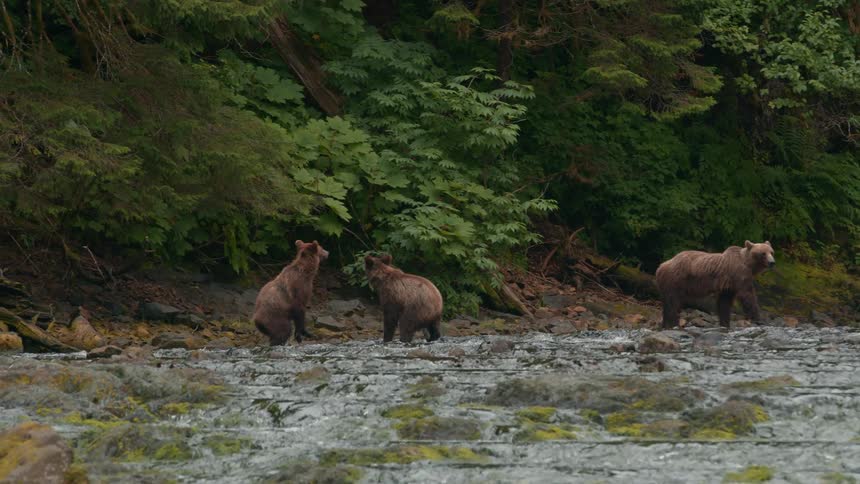 A group of brown bears walks through a shallow river near a forest edge