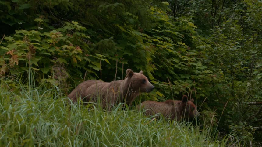 A mother brown bear and her cub walk through tall green grass at the edge of a dense leafy forest
