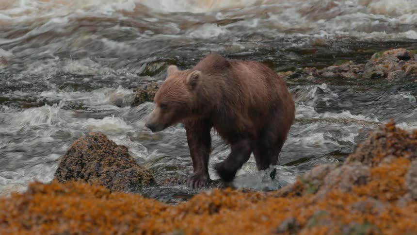 A brown grizzly bear crosses a stream with its cub following behind at midday
