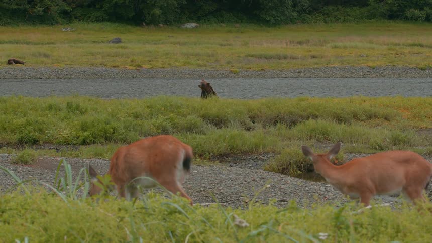 Two deer cautiously graze near a riverbank while a bear watches them from the distance