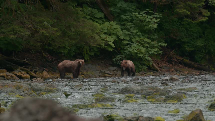 The large bears move on the shore of the stream