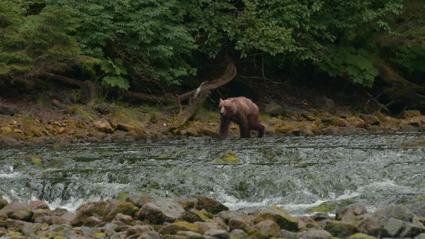 A brown bear strides through a rocky stream shaded by dense undergrowth and leaning foliage
