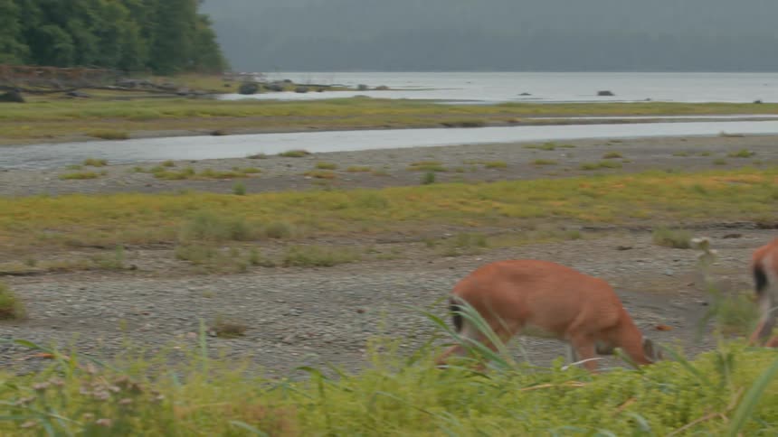 A bear is staring at two deer that are grazing
