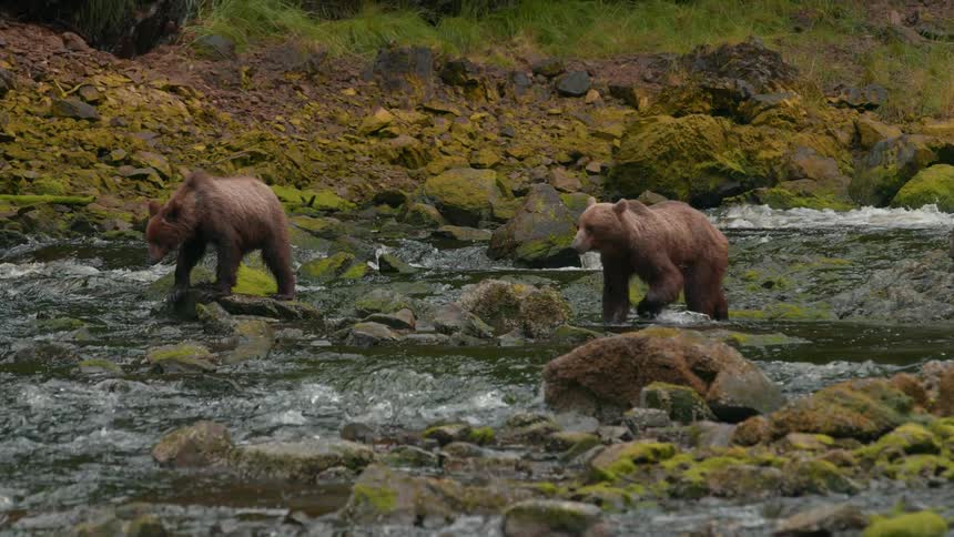 The large bears walk in the water of the stream