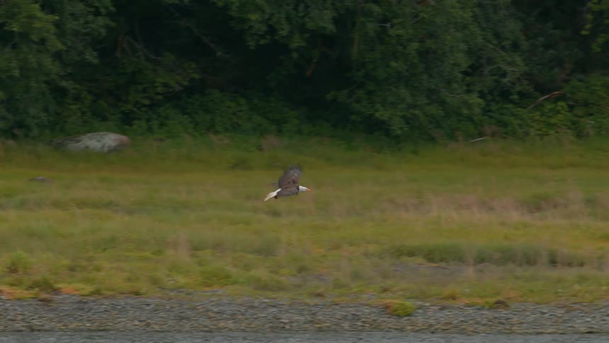 A bald eagle is flying above a slow moving river