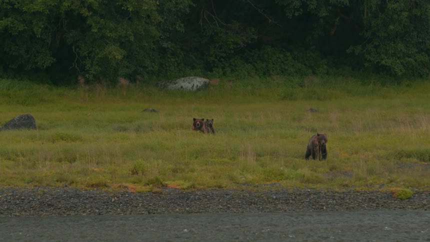 Two bears walk across a grassy riverbank near the edge of a forest