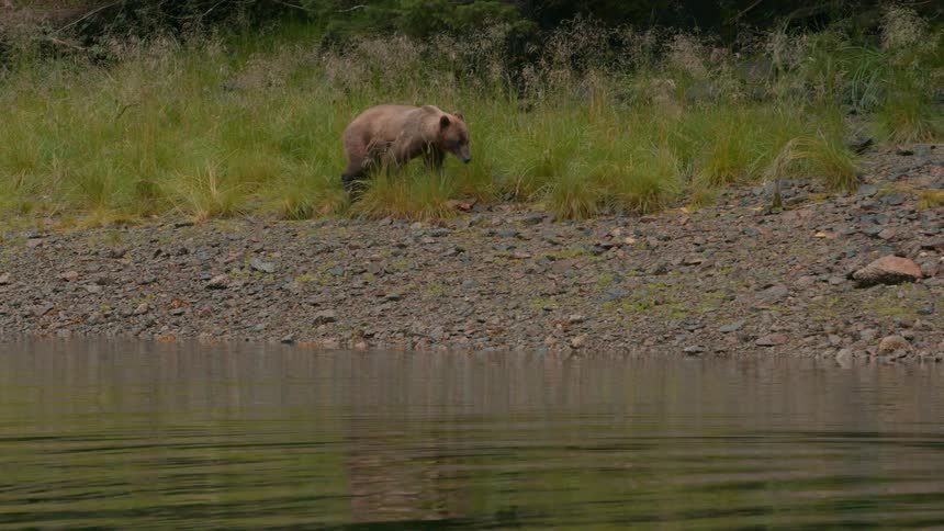Young brown bear cub walks along a river bank during daytime
