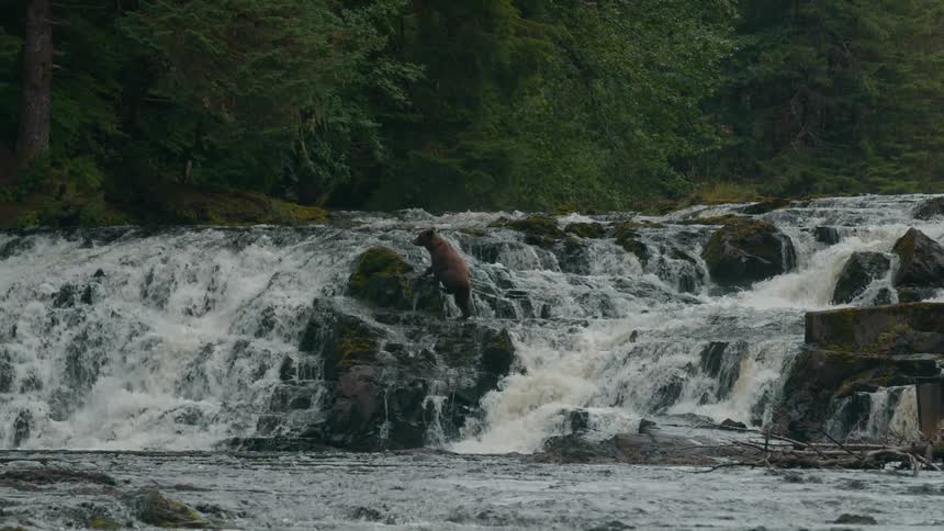 A bear climbs over rocks in the middle of a cascading forest waterfall