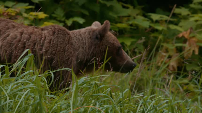 A furry brown bear is walking by itself through a forest