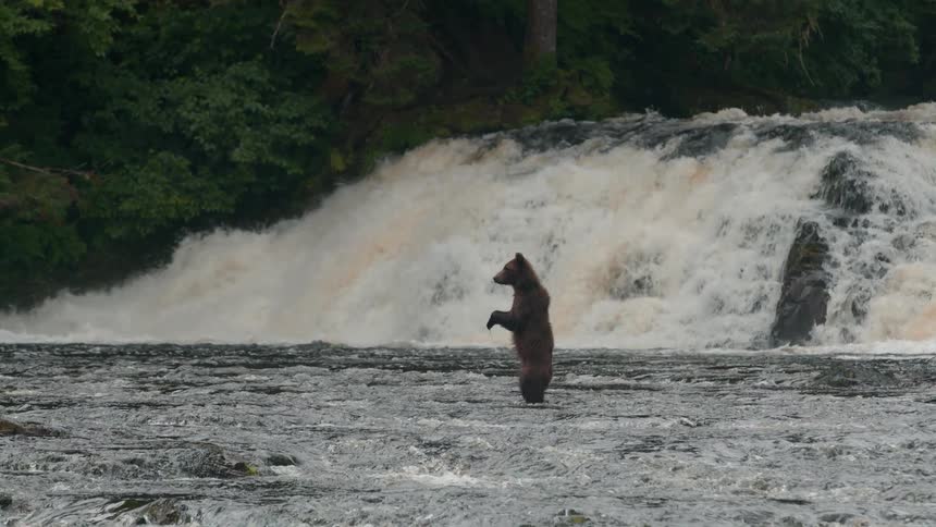 A large brown bear wades through a rocky river below a powerful waterfall then rises and steps backward