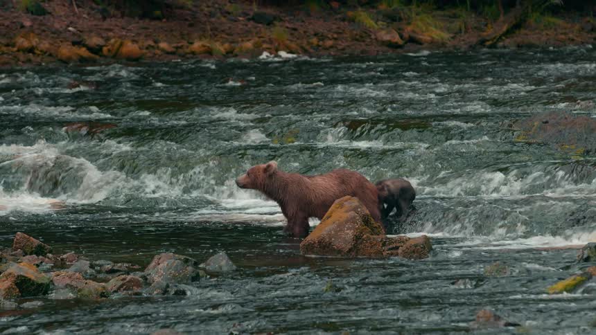 Bear cub follows its mother through the shallow parts of the river