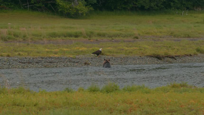 The eagle flies away from the bear coming out of the stream