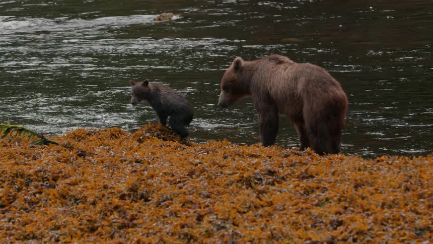 A mother bear and her cub walk along the shore of a dark river which is lined with vibrant orange seaweed