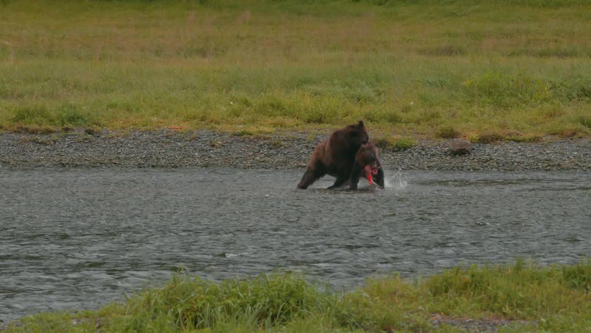 A bear feeding on fish and in a stream and then a smaller stream approaches and the two start to preach and the smaller bear runs with the fish
