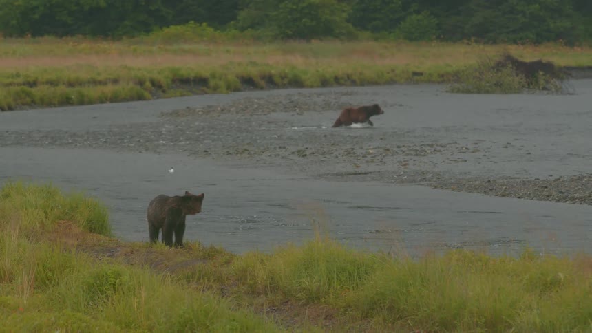 Two brown bears walk through a large river in the wild