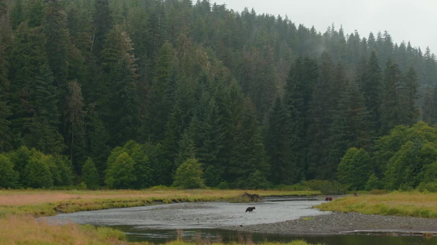 Bears walk along a shallow river surrounded by dense forest and grassland