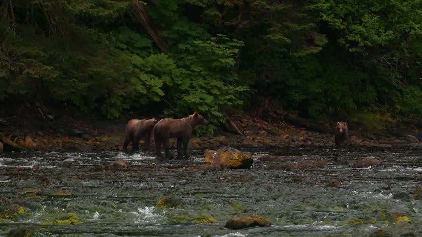 A sloth of brown bears walk through a flowing stream in a jungle during daytime