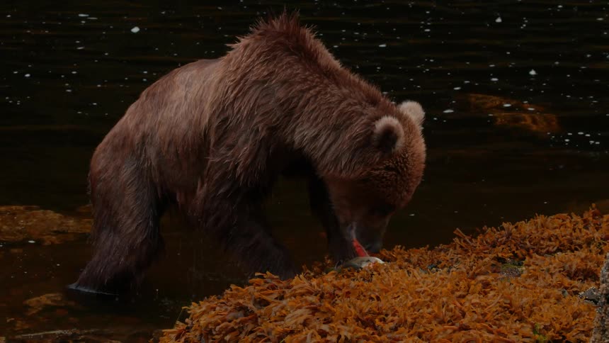 A brown bear is on the bank of a river and is feeding on a fish