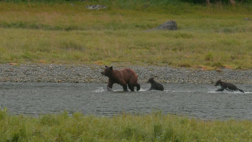 A mother bear leads two cubs across a shallow rocky stream bordered by grass and low brush