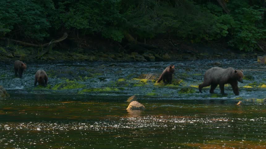 A family of bears head to the stream together