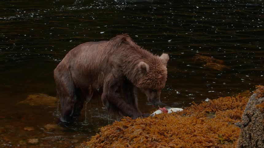 A bear catches a fish in the river and brings it to the shoreline
