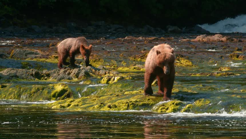 Two brown bears walk along moss covered rocks in a shallow riverbed