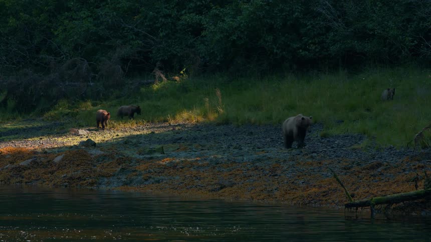 A group of bears walks along the grassy and rocky edge of a river near a dense forest