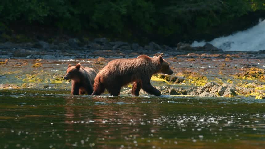 Two brown bears walks through a shallow river near a forested waterfall