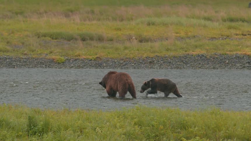 Bear cub approaches older bear that is fishing in the river