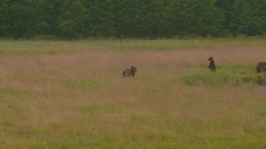 Three brown bears walk by a calm pond in a quiet meadow
