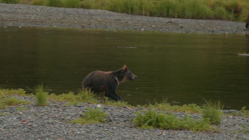 Two bears running along the edges of a shallow river