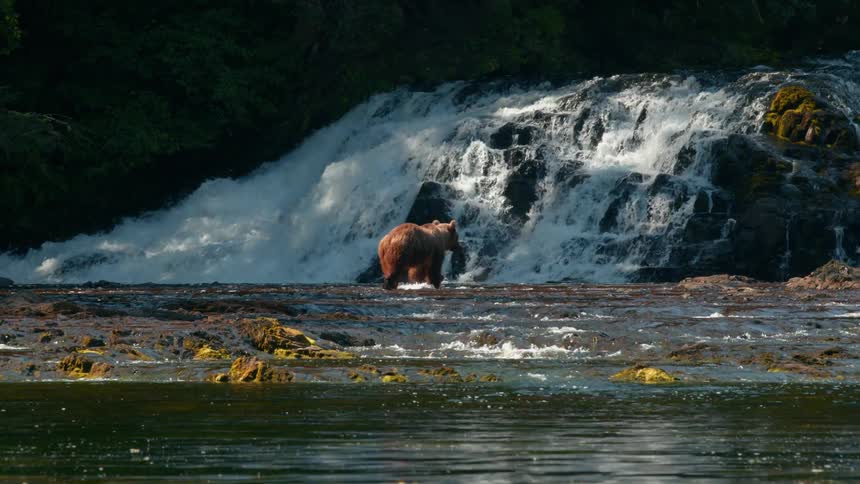 Bear approaching a waterfall at a shallow spot in the river