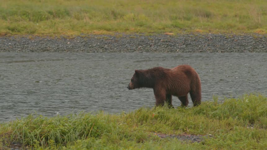 A brown bear walks along a sloped grassy riverbank with a rocky shoreline