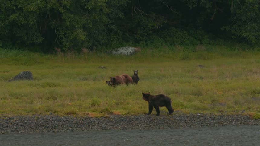 Two brown grizzly bears and a cub walk along the side of a stream on a grassland in the jungle at midday