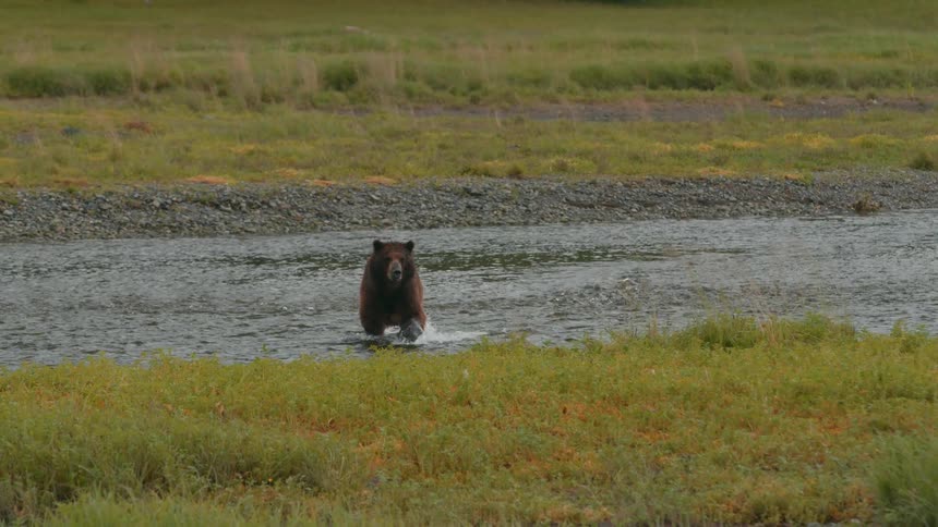 A brown bear is walking through a shallow river in a grassy wilderness area