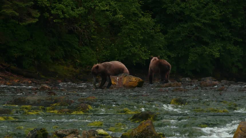 The bears fight over a fish in the stream