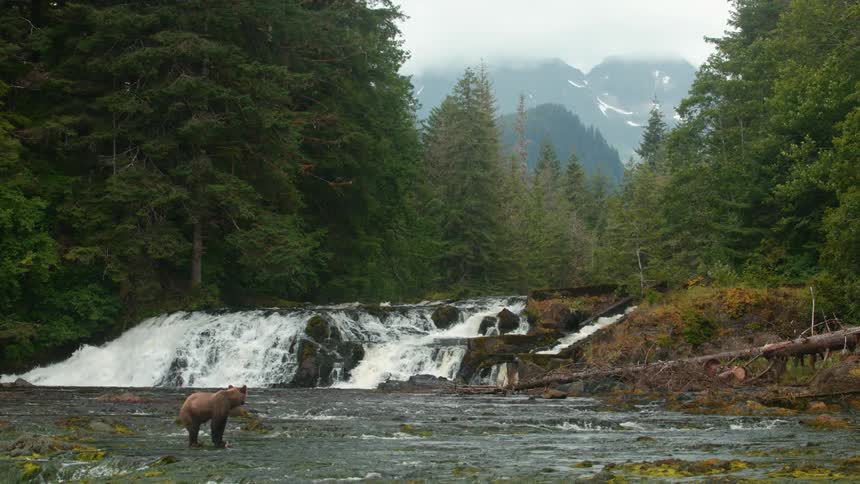 A brown bear stands in a flowing water stream below a waterfall in the forest during daytime
