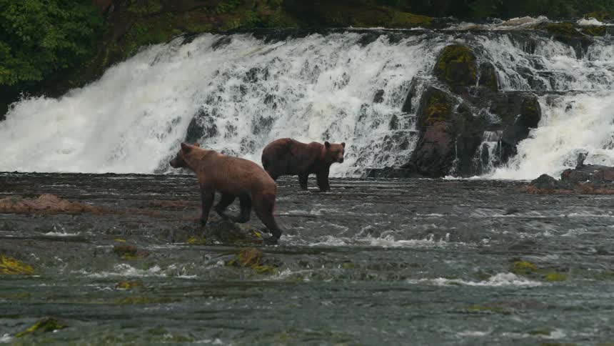 Two brown bears walk around across a stream below a waterfall during daytime