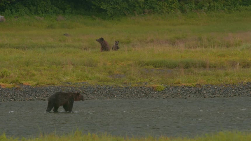 A grizzly brown bear walks along a stream as another bear and a cub sit on the grassland across from it watching at midday in the jungle