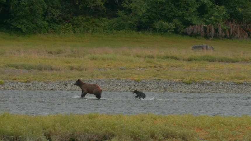A mother grizzly bear runs through the river with her cub closely behind her
