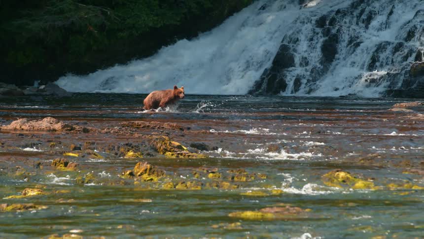A grizzly bear walks towards the end of a waterfall
