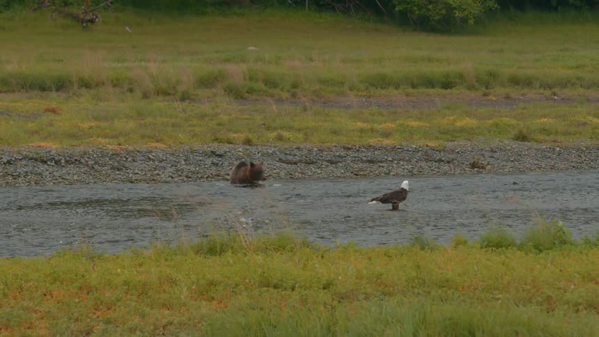 A brown bear stands in a shallow stream observing a bald eagle nearby with grassy banks on both sides of the water