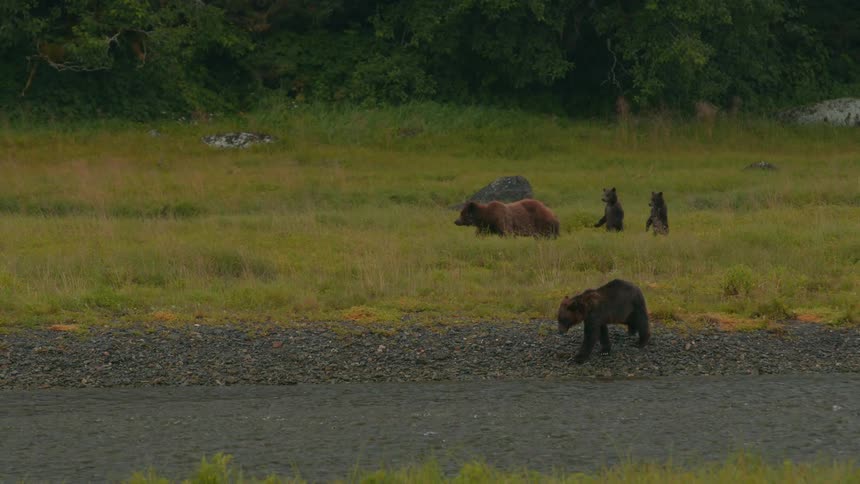 Two bears are seen at middayone walking with two cubs on a grassland and the other walking near a stream