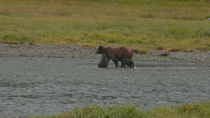 Mother bear walks through the river with her cubs closely behind her