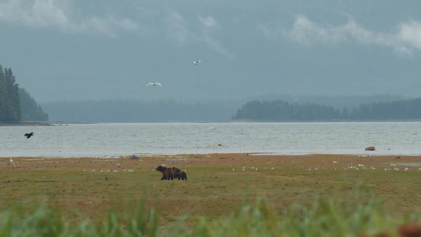Bears hunt birds along a grassy shoreline near a misty lake