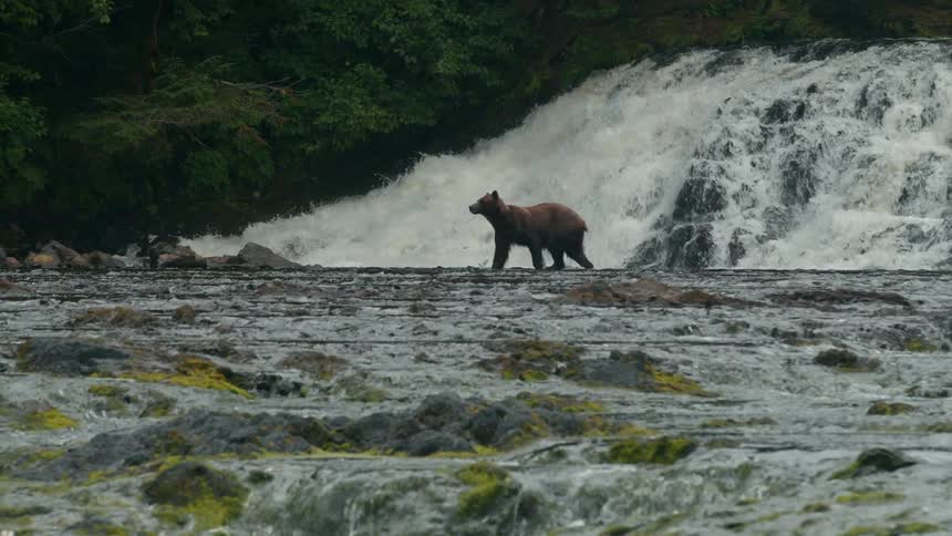 Bear walks and swims across a stream at the base of a waterfall